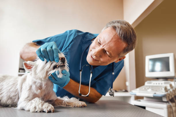 Best Weekend Emergency Dentist in Evansburg, PA